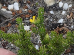 Aspalathus juniperina