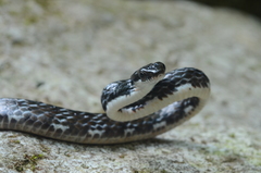 Chironius grandisquamis