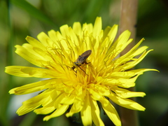 Diptera