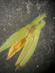 Hypoxis sessilis