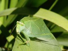Tettigonioidea