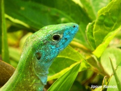 Cnemidophorus ruatanus