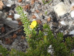 Aspalathus juniperina