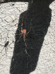 Latrodectus geometricus