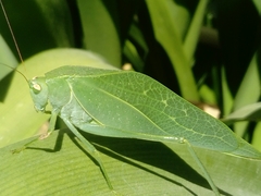 Tettigonioidea