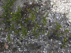 Aspalathus juniperina