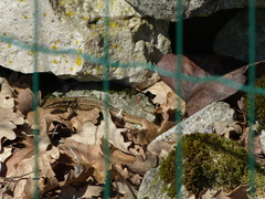 Podarcis muralis