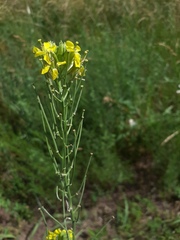 Erysimum canescens