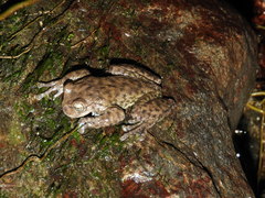 Plectrohyla chrysopleura