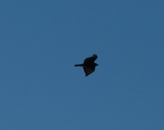Buteo buteo