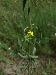 Erysimum canescens