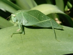 Tettigonioidea
