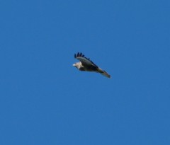 Buteo buteo