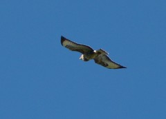 Buteo buteo