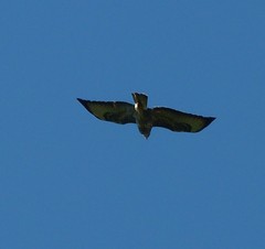Buteo buteo