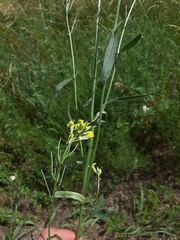Erysimum canescens