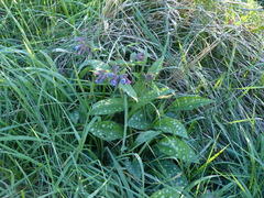 Pulmonaria