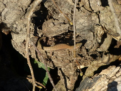 Podarcis muralis