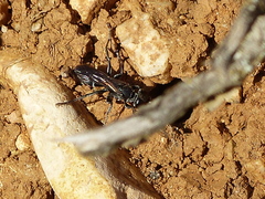 Aculeata