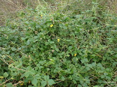 Rhynchosia caribaea
