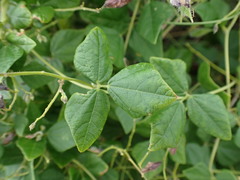 Rhynchosia caribaea