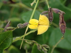 Rhynchosia caribaea