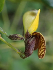 Rhynchosia caribaea