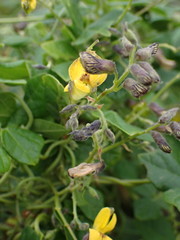 Rhynchosia caribaea