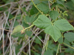 Rhynchosia caribaea