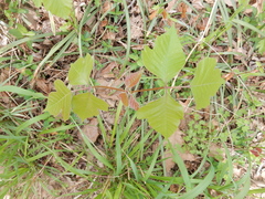 Toxicodendron radicans negundo