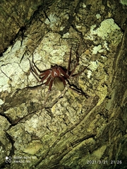 Loxosceles yucatana