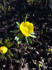 Eranthis hyemalis