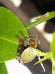Araneus thaddeus