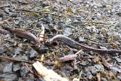Plethodon dunni