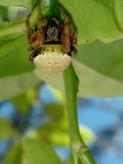 Araneus thaddeus