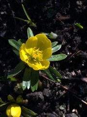 Eranthis hyemalis