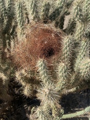 Campylorhynchus brunneicapillus