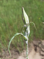 Tragopogon ucrainicus