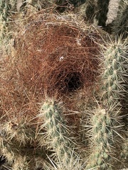 Campylorhynchus brunneicapillus