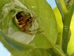 Araneus thaddeus