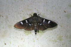 Desmia ploralis