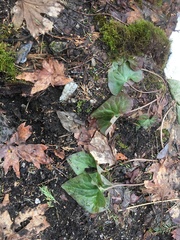 Asarum hartwegii