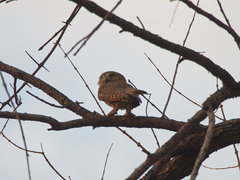Glaucidium perlatum