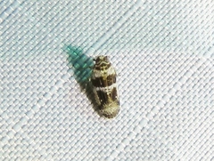Catonia texana