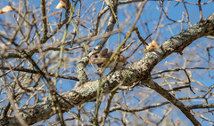 Peromyscus attwateri