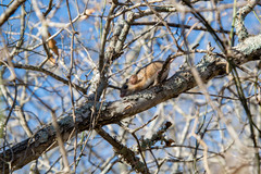Peromyscus attwateri