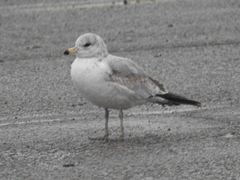Larus delawarensis