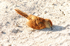 Phacellodomus striaticollis