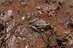 Lithobates montezumae