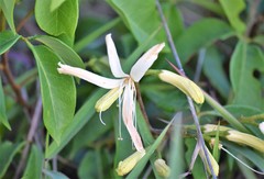 Spiranthera odoratissima